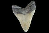 Serrated, Megalodon Tooth - North Carolina #91139-1